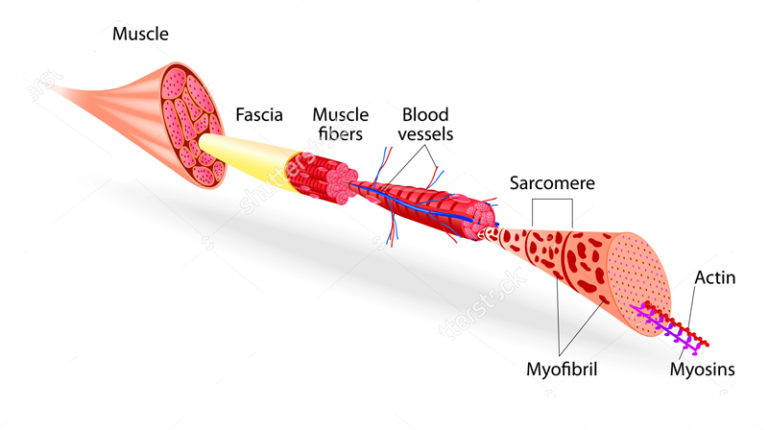 La Struttura Muscolare E La Contrazione Muscolare Corebo