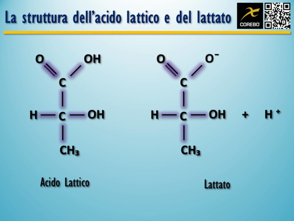 Acido Lattico: A Cosa Serve Davvero? - COREBO